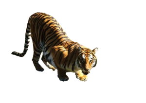 Chung Fu Wudag Tiger Qigong Tai Ci